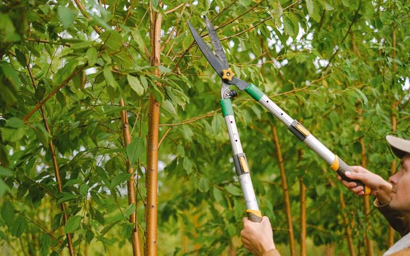 Tree trimming in Laurens, NY